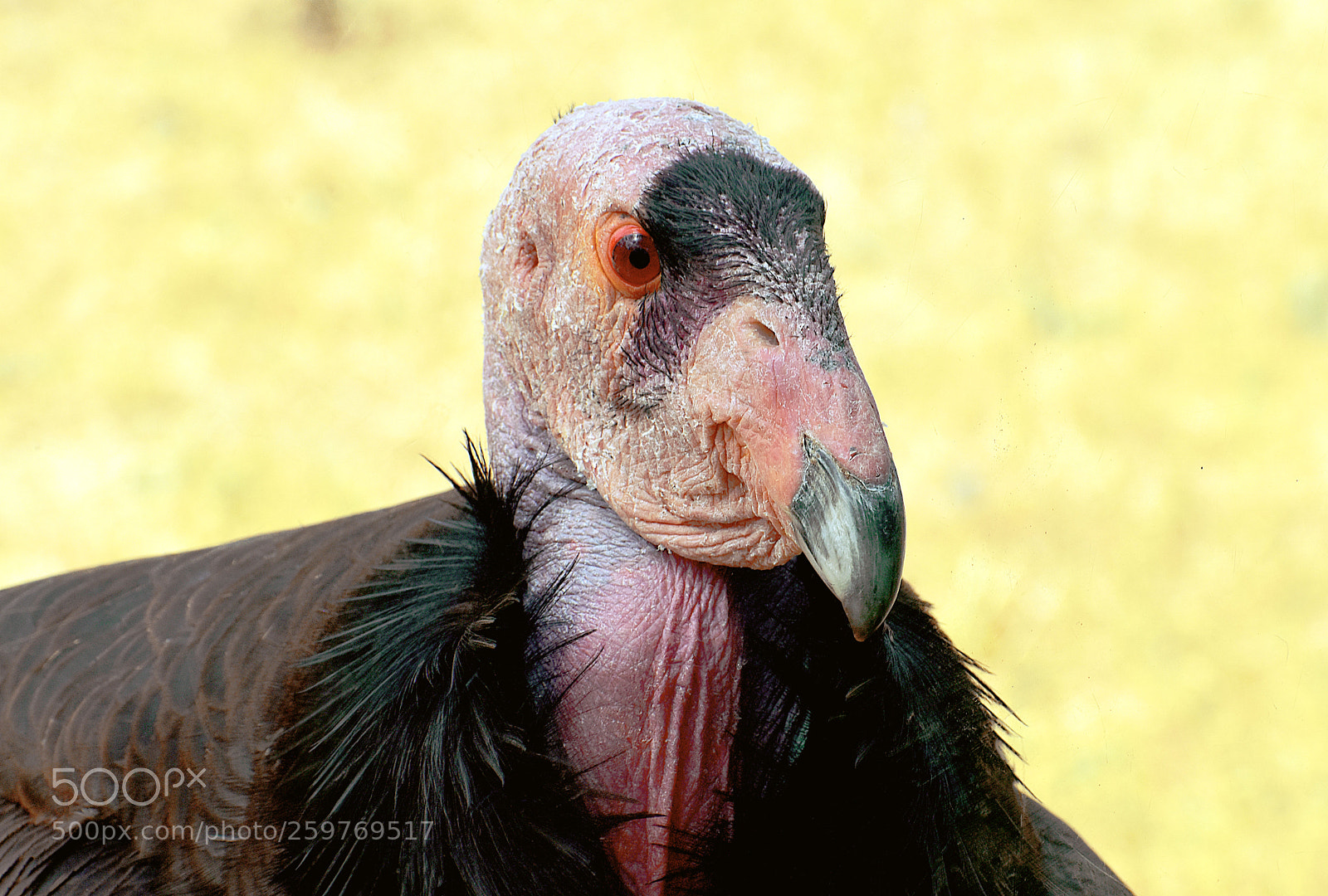 Nikon D5600 sample photo. Turkey vulture photography
