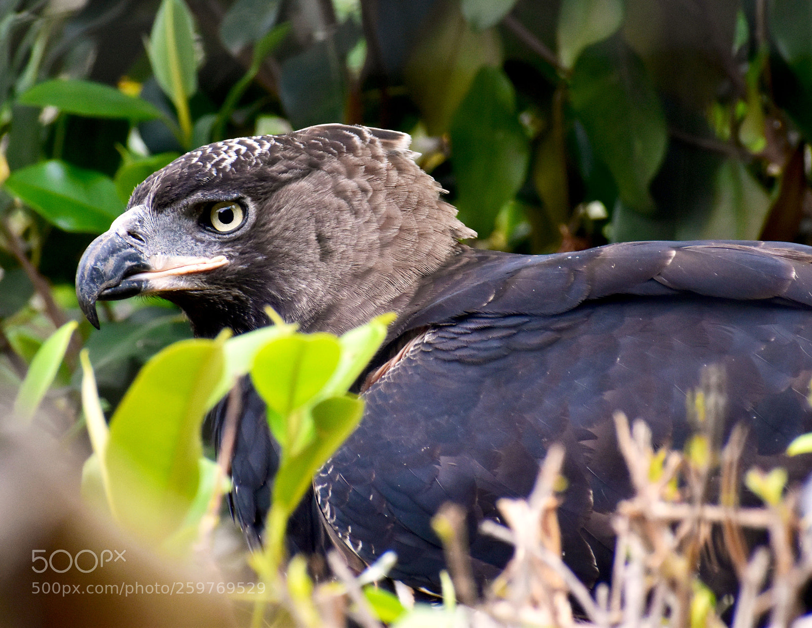 Nikon D5600 sample photo. Eagle photography