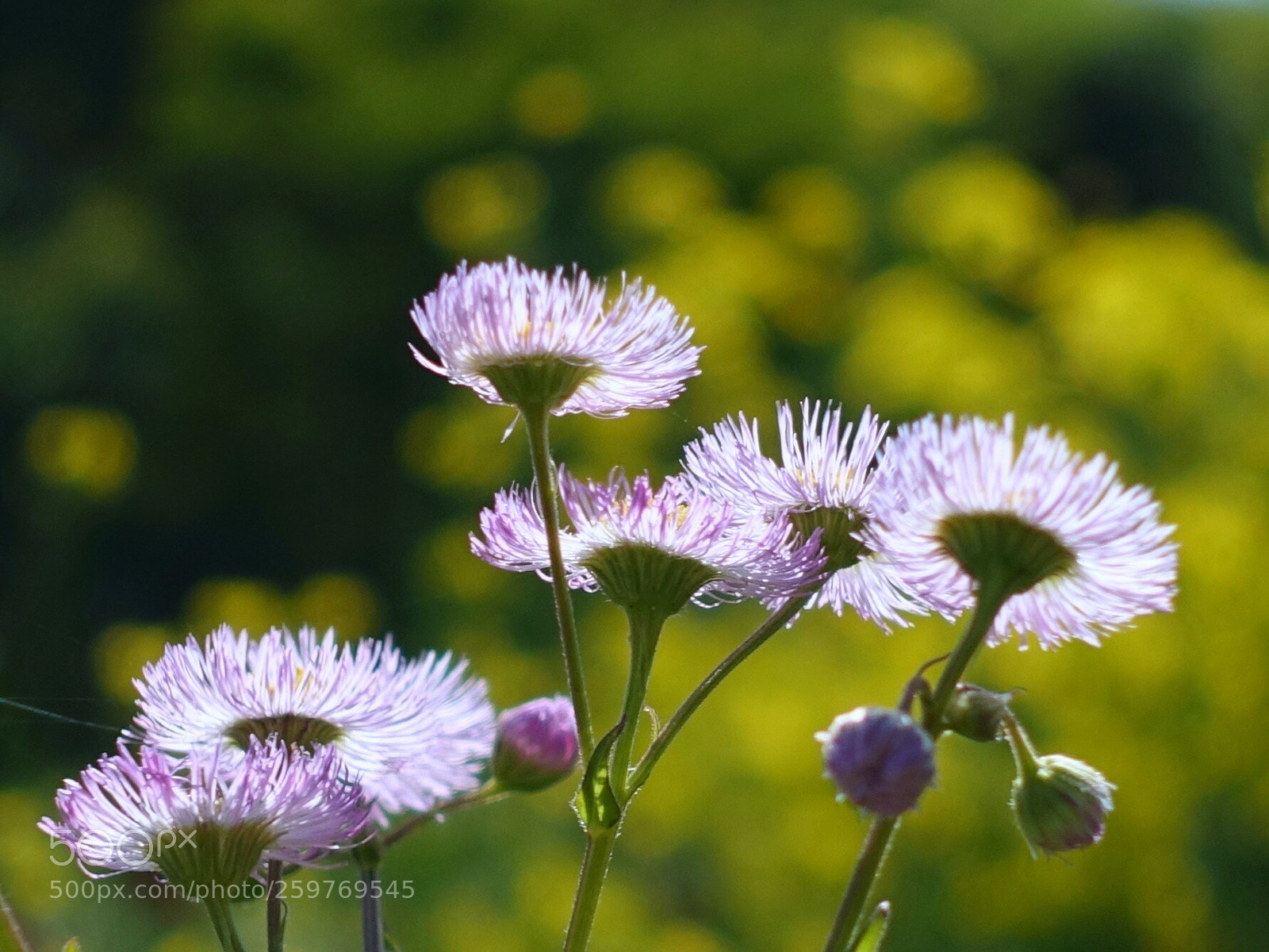 Sony Cyber-shot DSC-RX100 IV sample photo. Feeling in the early photography