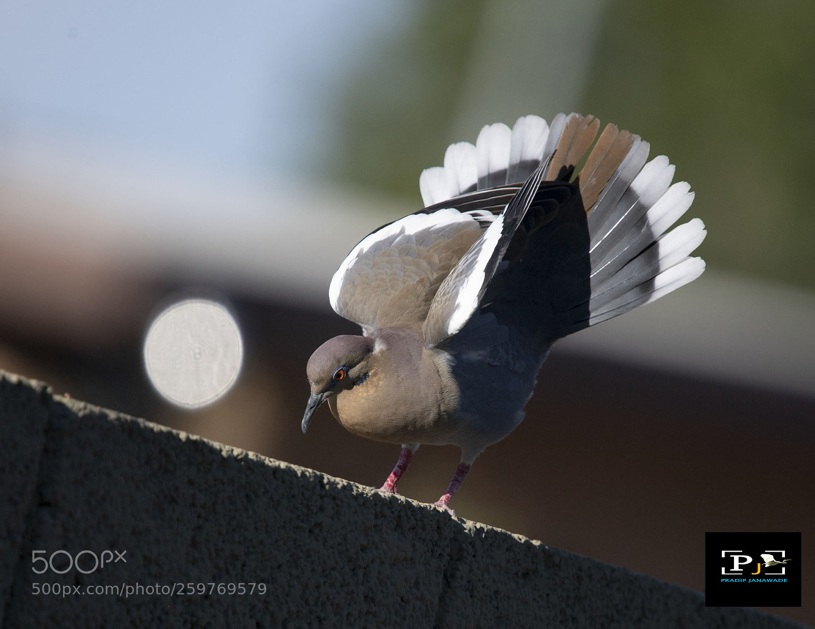 Nikon D5 sample photo. Dove photography