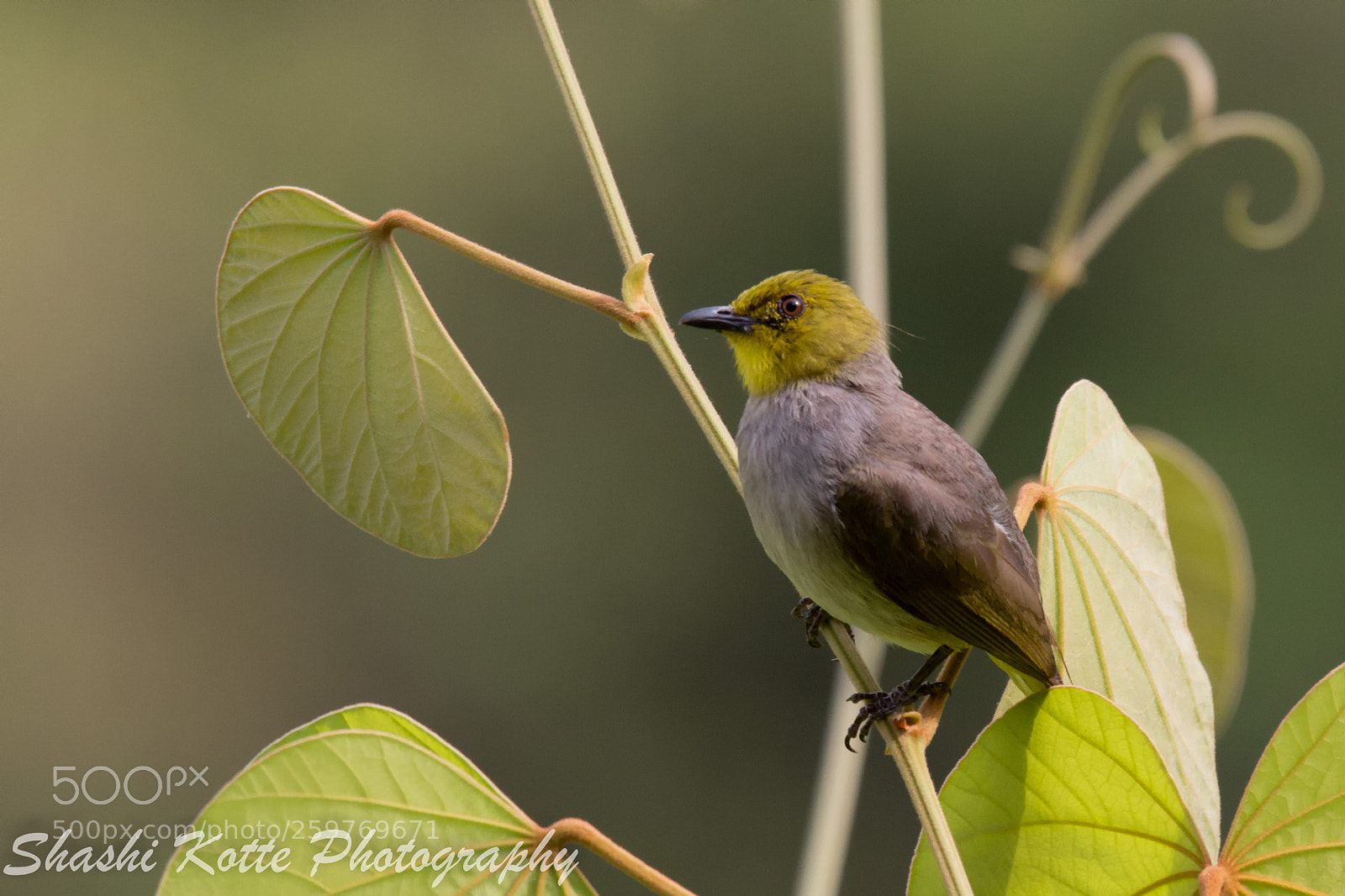 Canon EOS 700D (EOS Rebel T5i / EOS Kiss X7i) sample photo. Yellow throated bulbul photography