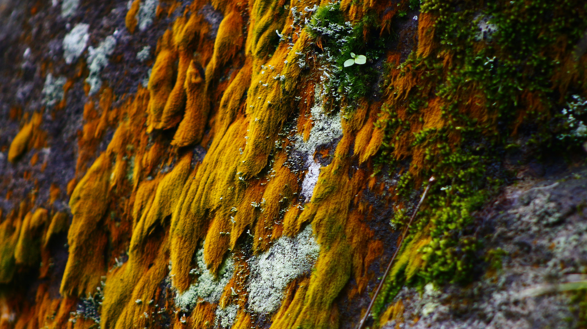Canon EF 75-300mm f/4-5.6 sample photo. The texture photography