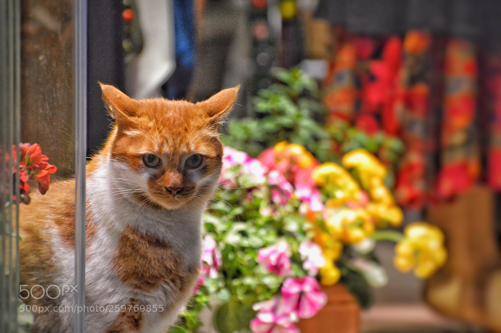 Nikon D3200 sample photo. City of cats! photography