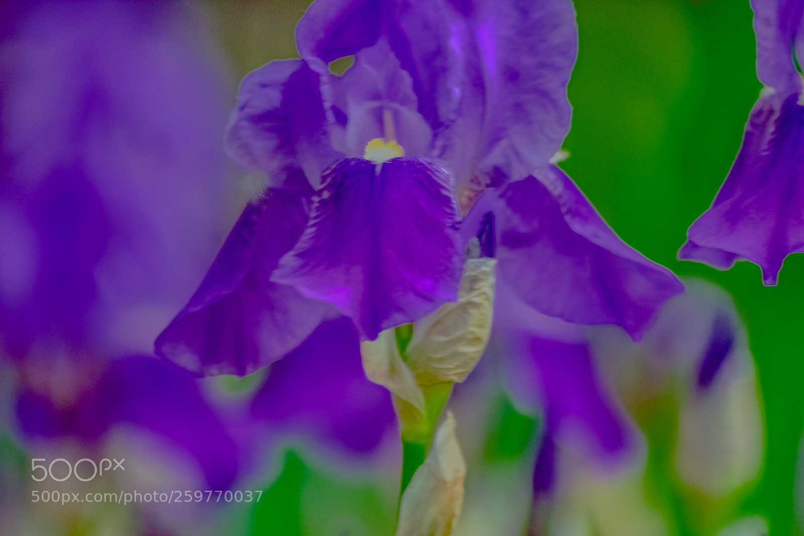Nikon D3400 sample photo. Purple iris photography