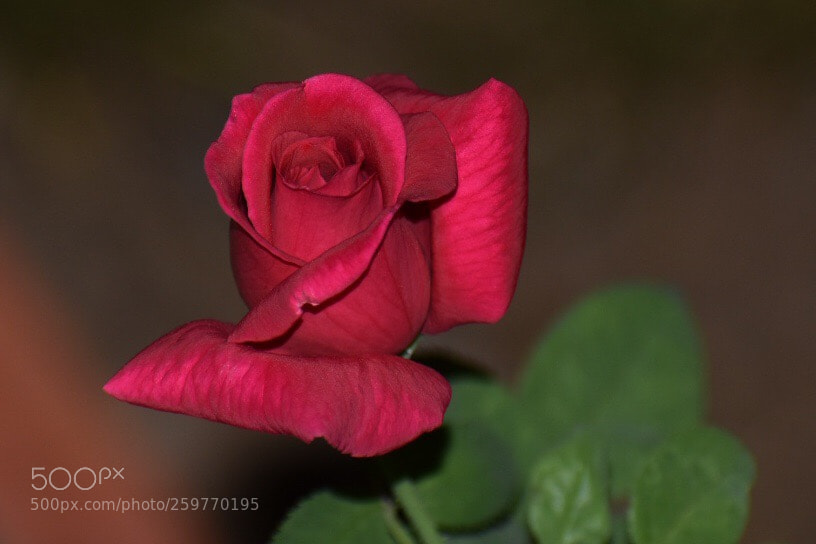 Nikon D3400 sample photo. Chrysler imperial rose photography