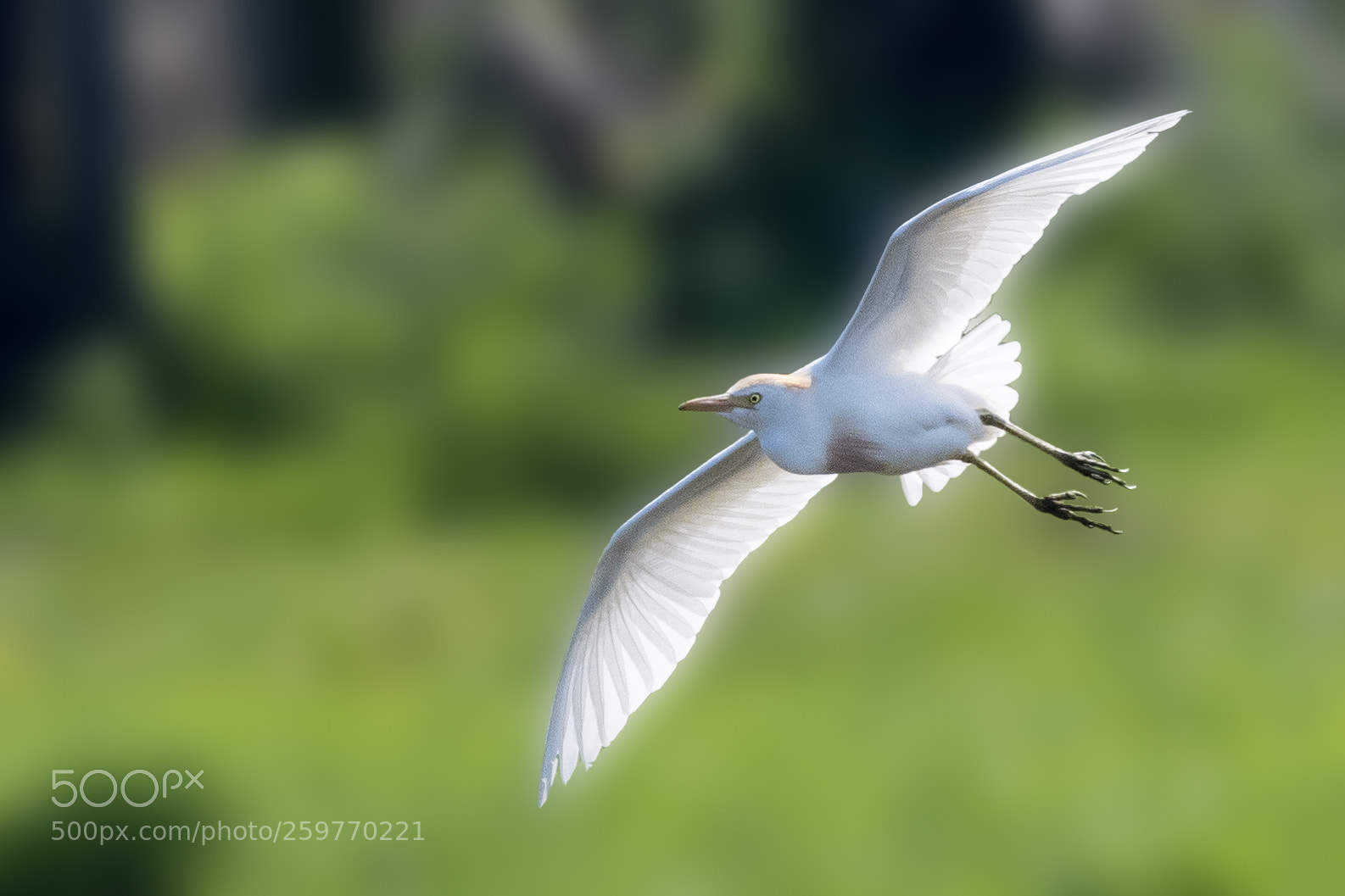 Nikon D850 sample photo. Cattle egret photography