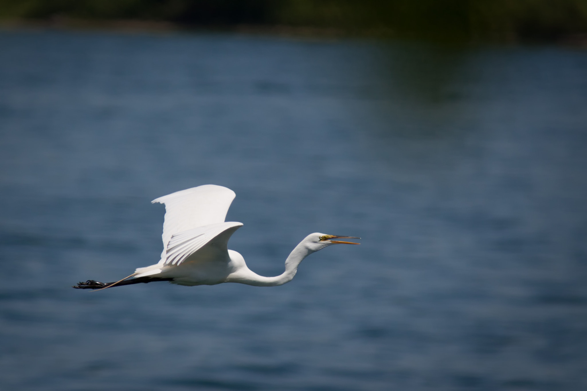 Snowy Egret_Flight