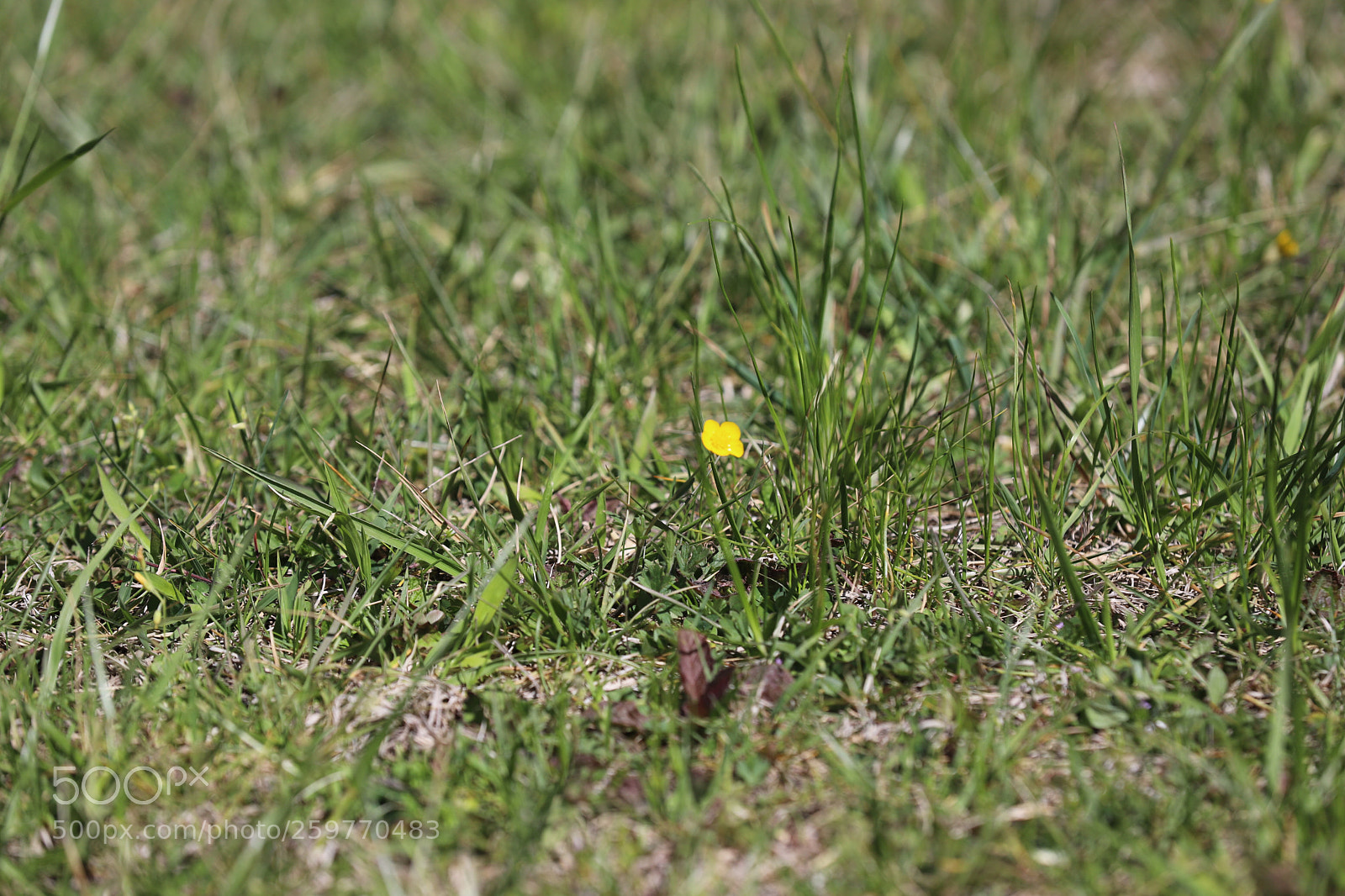 Canon EOS 6D Mark II sample photo. Drop of sunshine photography