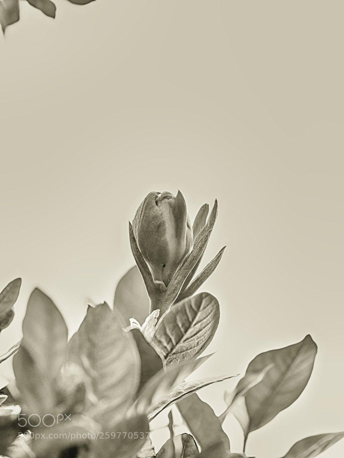 Nikon D850 sample photo. 850_2240_00001.jpg photography