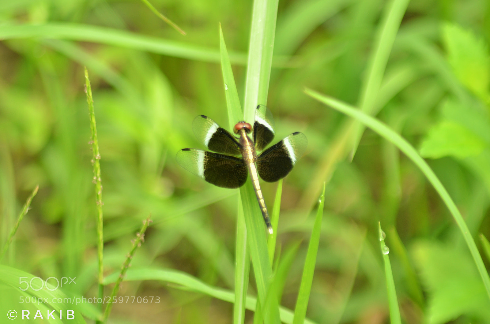 Nikon D5100 sample photo. Black dragonfly. photography