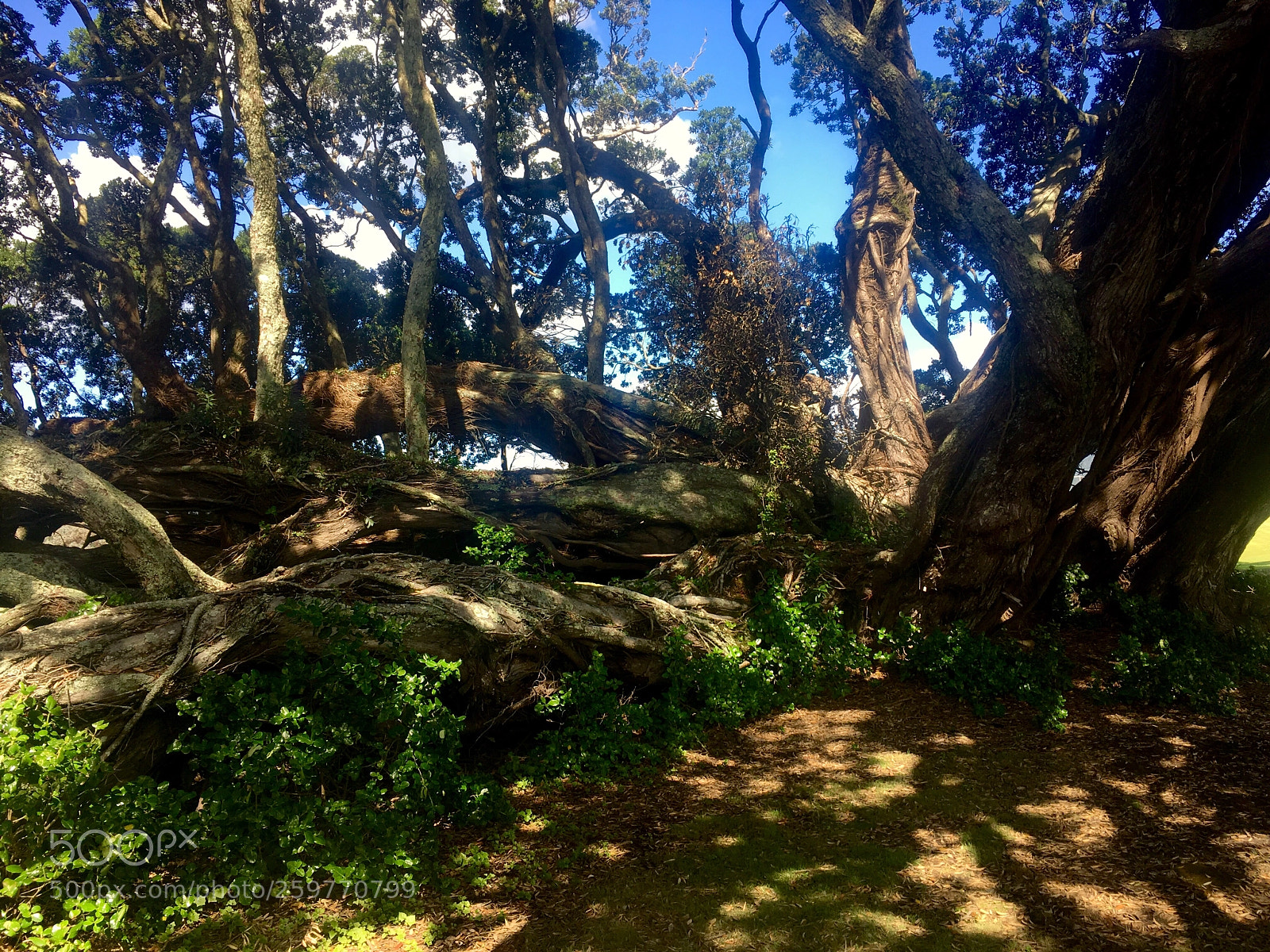 Apple iPhone SE sample photo. Mass of branches  photography
