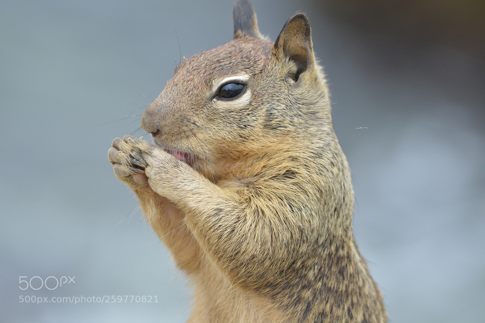 Nikon D3200 sample photo. Squirrel! photography