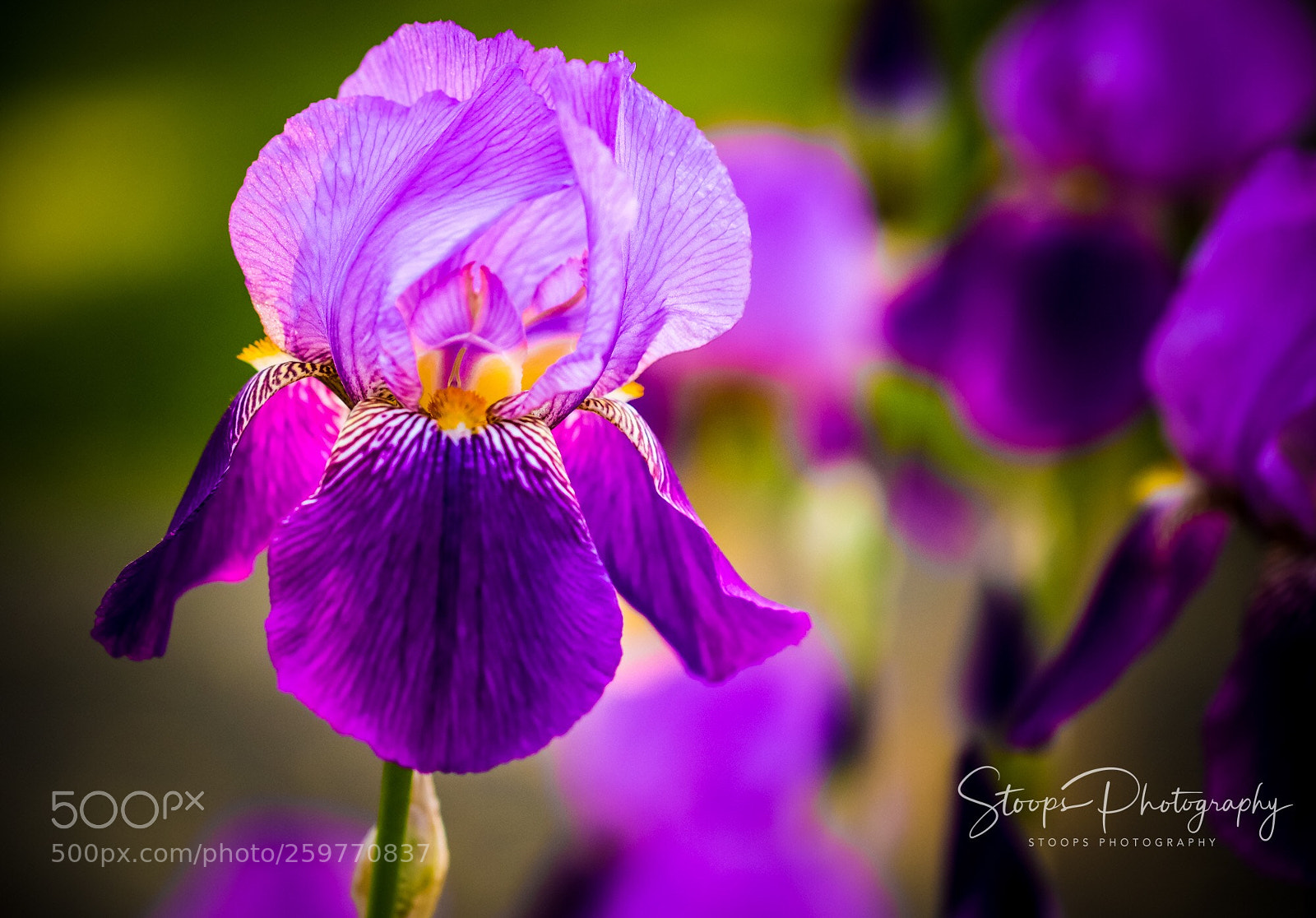 Canon EOS 80D sample photo. Summer purple  photography