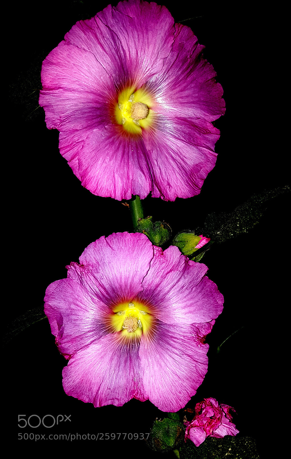 Samsung Galaxy Note5 sample photo. Evening 3 photography