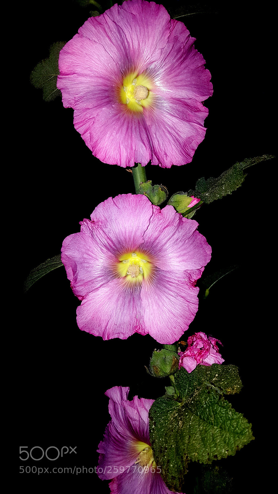 Samsung Galaxy Note5 sample photo. Evening 4 photography