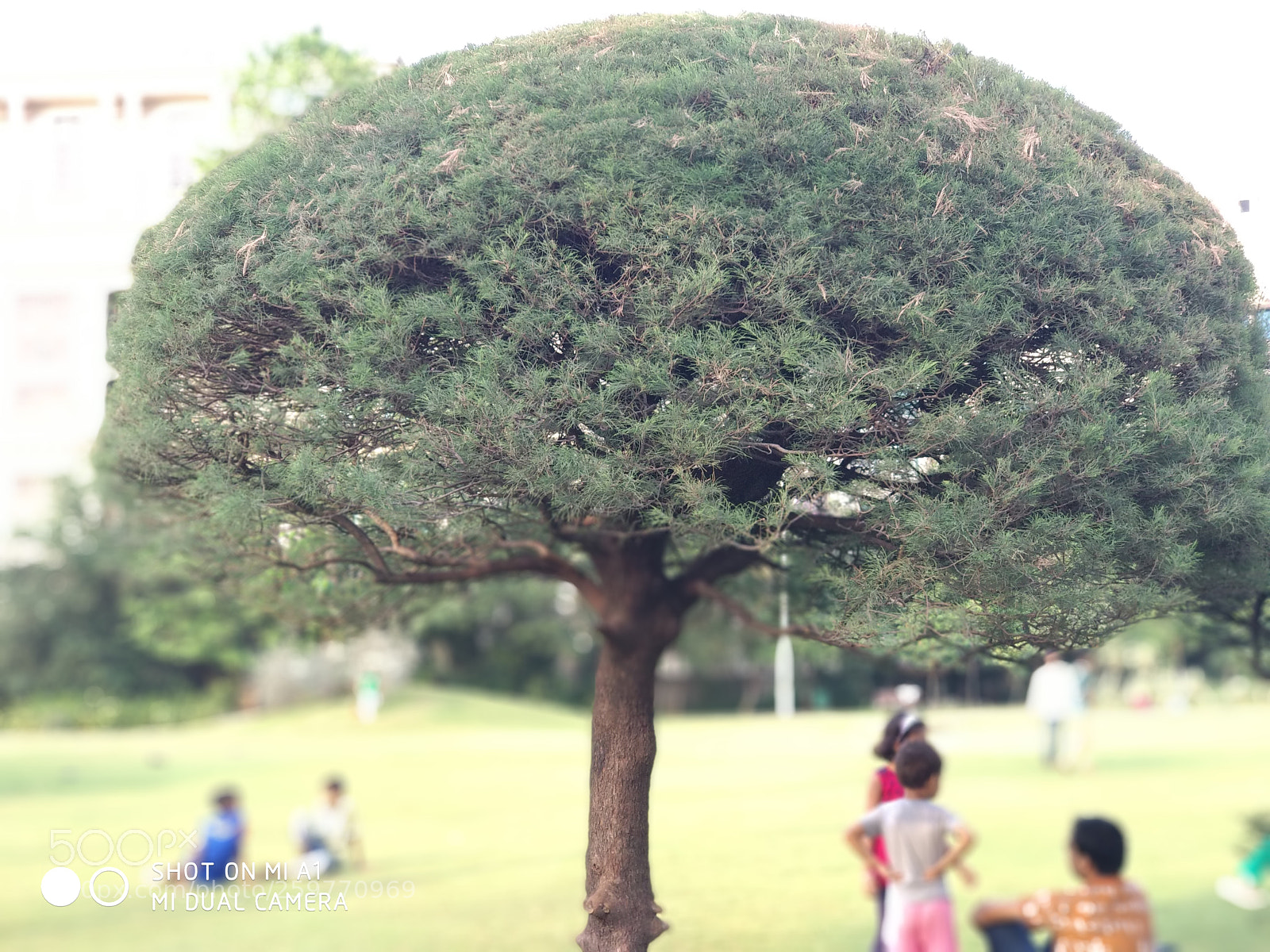 Xiaomi Mi A1 sample photo. At the park photography