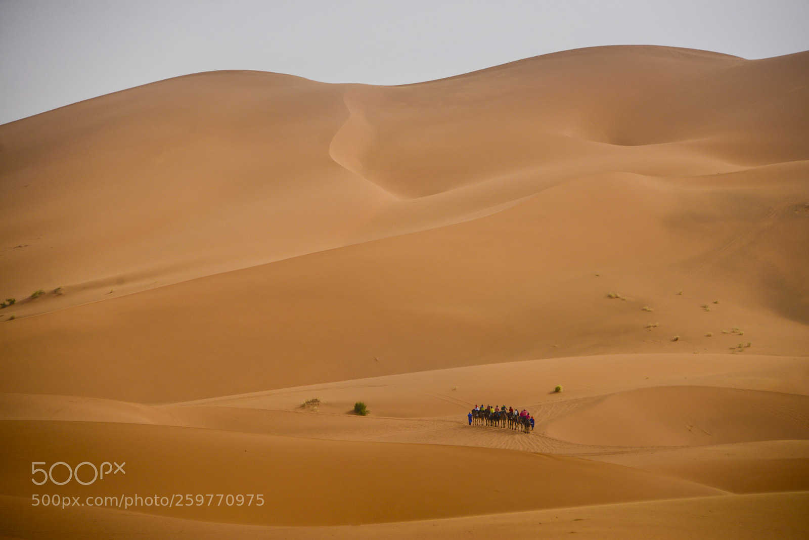 Nikon D610 sample photo. Camel adventure in sahara photography