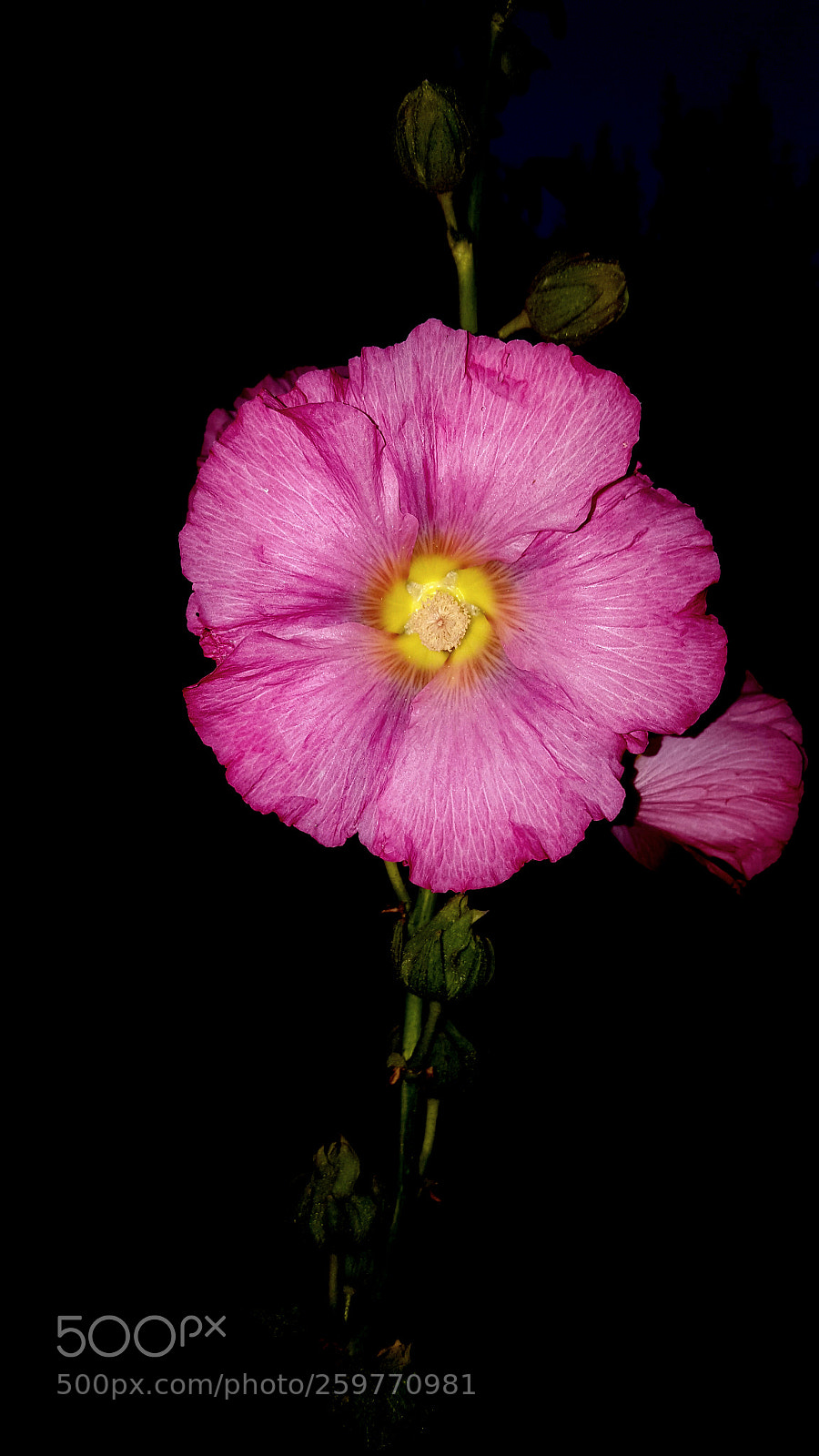 Samsung Galaxy Note5 sample photo. Evening 5 photography
