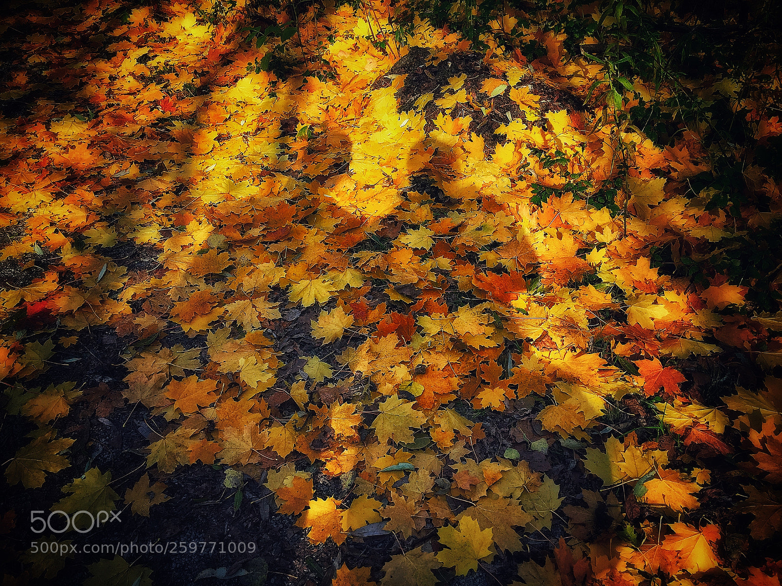 Apple iPhone 6 Plus sample photo. A carpet of fallen photography