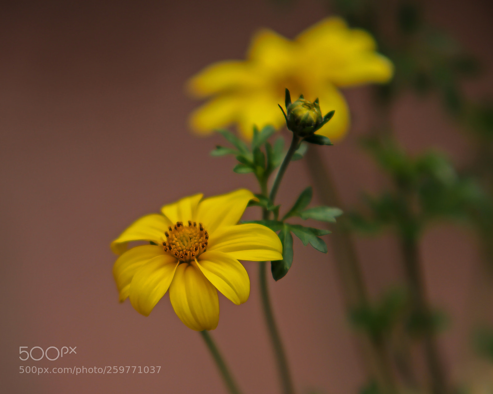 Canon EOS 7D sample photo. Yellow flowers 1 photography