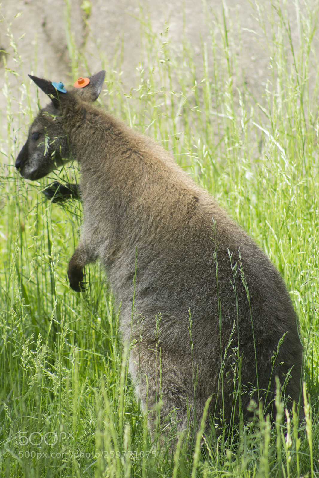 Canon EOS 1200D (EOS Rebel T5 / EOS Kiss X70 / EOS Hi) sample photo. Eating wallaby. photography