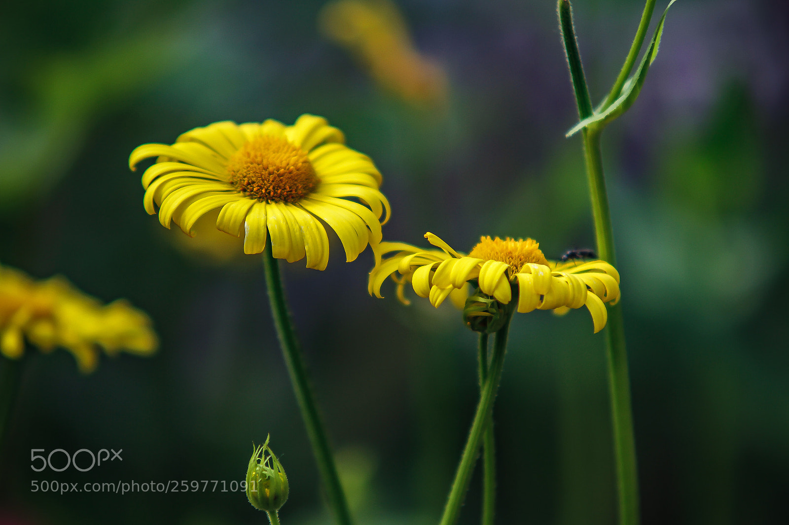 Canon EOS 7D sample photo. Yellow flowers 2 photography