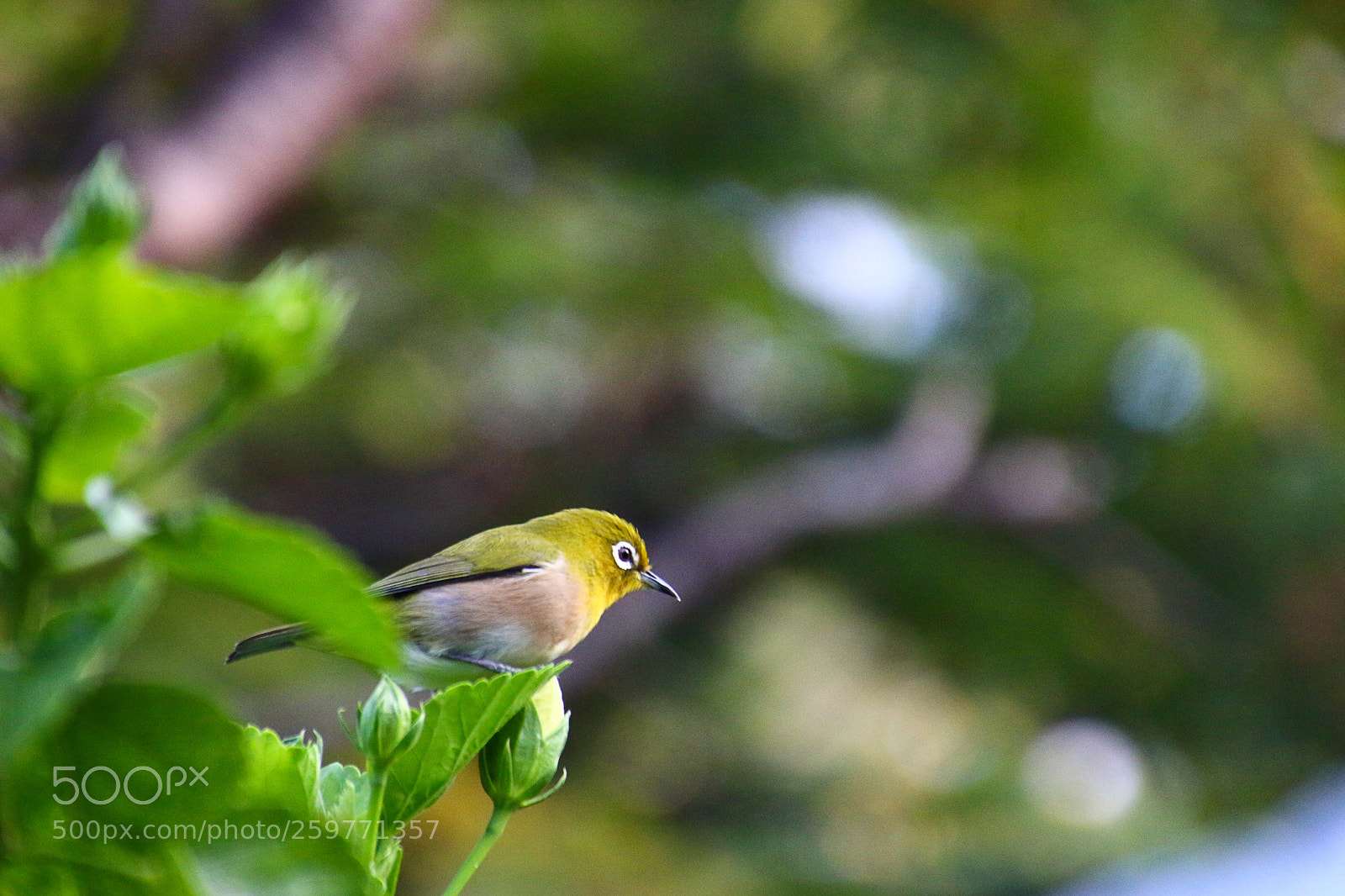 Canon EOS 70D sample photo. Hawaiian bird photography