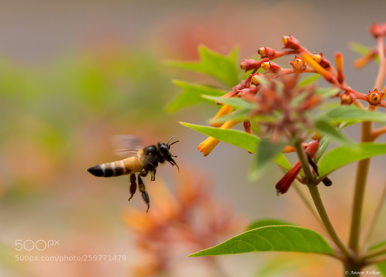 Canon EOS 700D (EOS Rebel T5i / EOS Kiss X7i) sample photo. In search of nectar photography