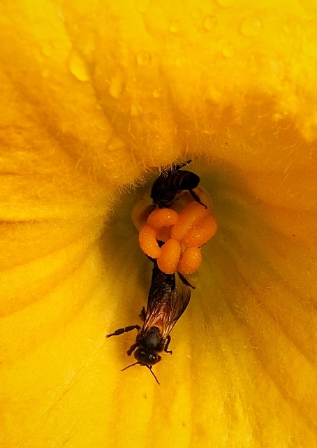Samsung Galaxy Core sample photo. Bee's photography