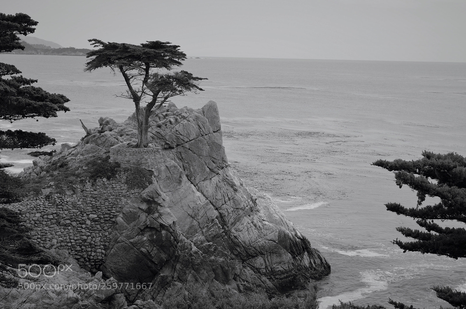 Nikon D3200 sample photo. The lone cypress  photography