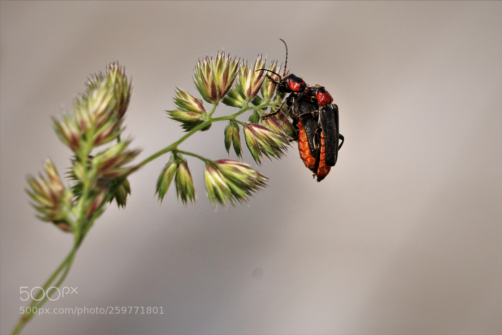 Sony a6500 sample photo. Two bugs in springtime.  photography