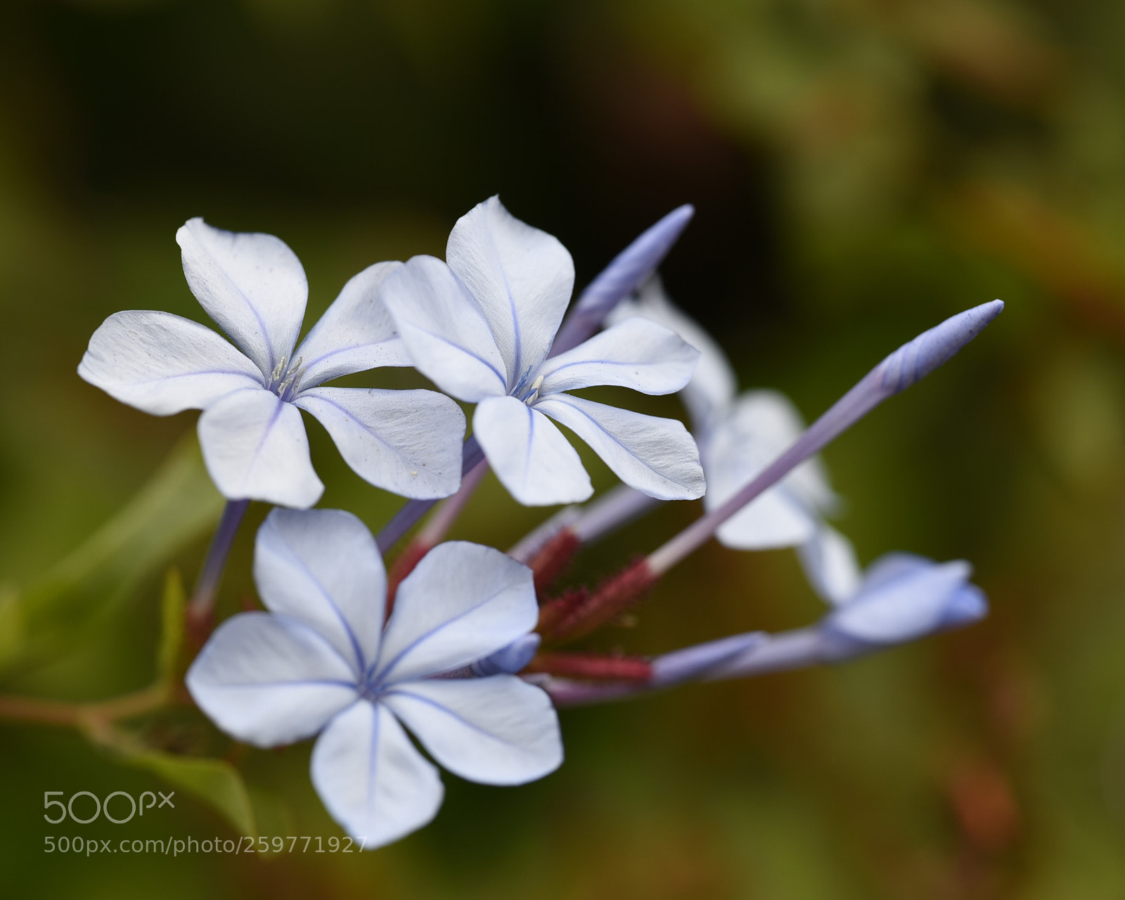 Nikon D750 sample photo. Tiny flower photography