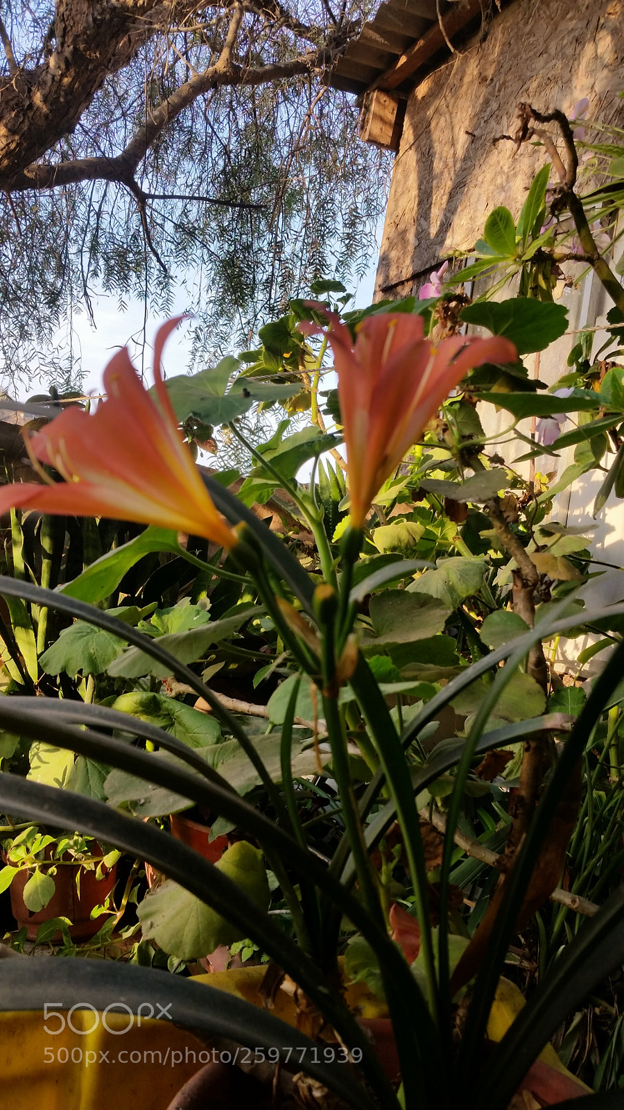 Samsung Galaxy S5 sample photo. Untitled photography