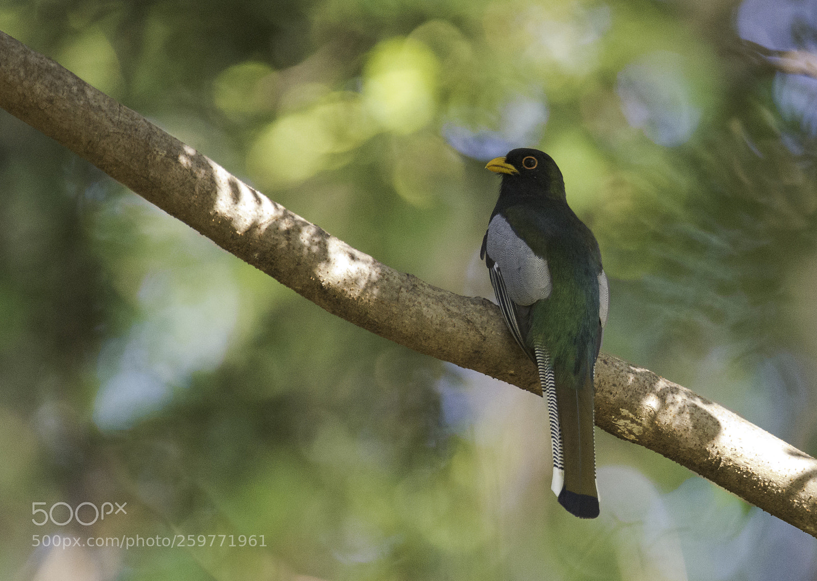 Nikon D800E sample photo. Trogon elegans photography