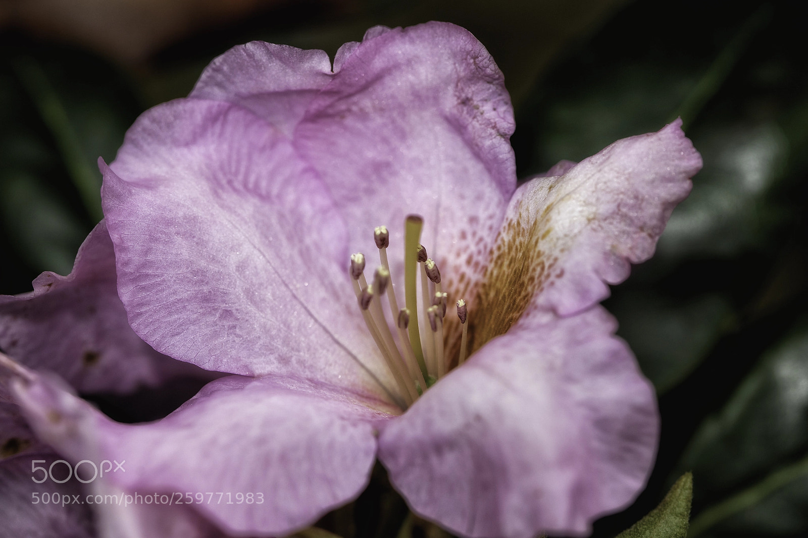 Canon EOS 5DS sample photo. Hibiscus photography