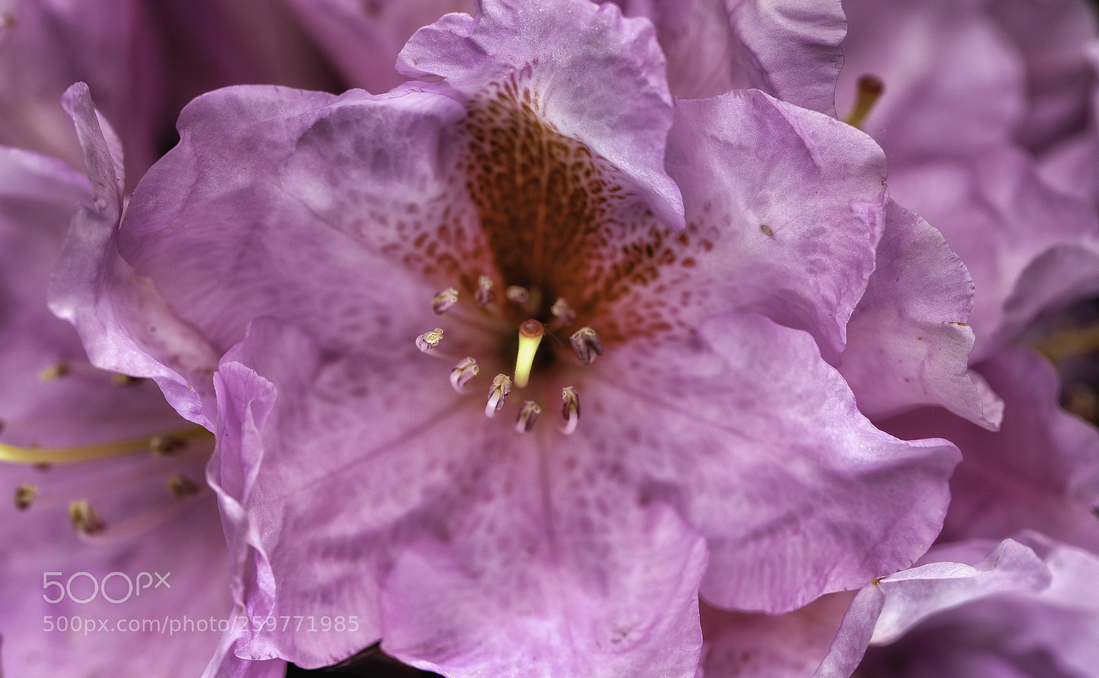 Canon EOS 5DS sample photo. In the pink photography