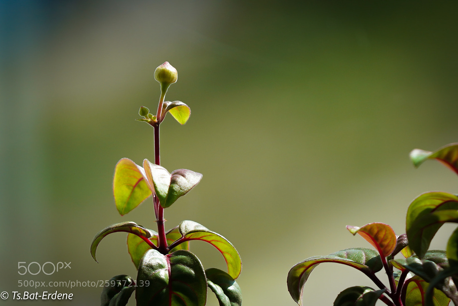 Sony a7R III sample photo. New..blossom photography