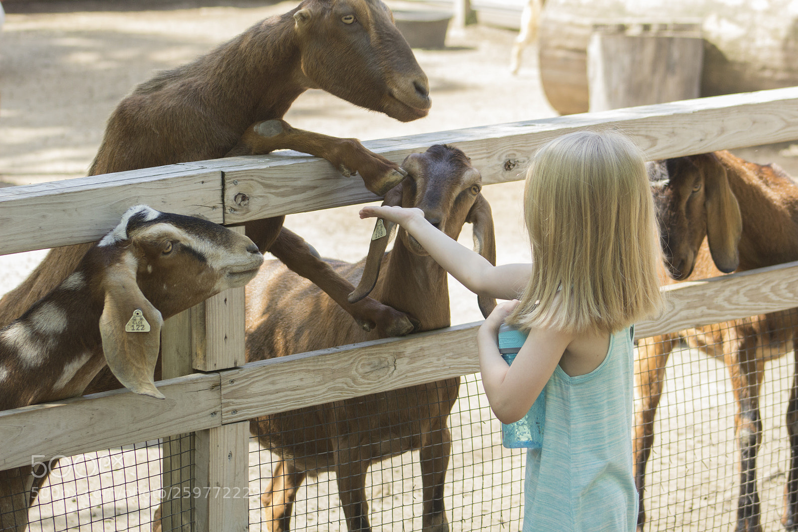 Canon EOS 1200D (EOS Rebel T5 / EOS Kiss X70 / EOS Hi) sample photo. Animal and human interaction. photography