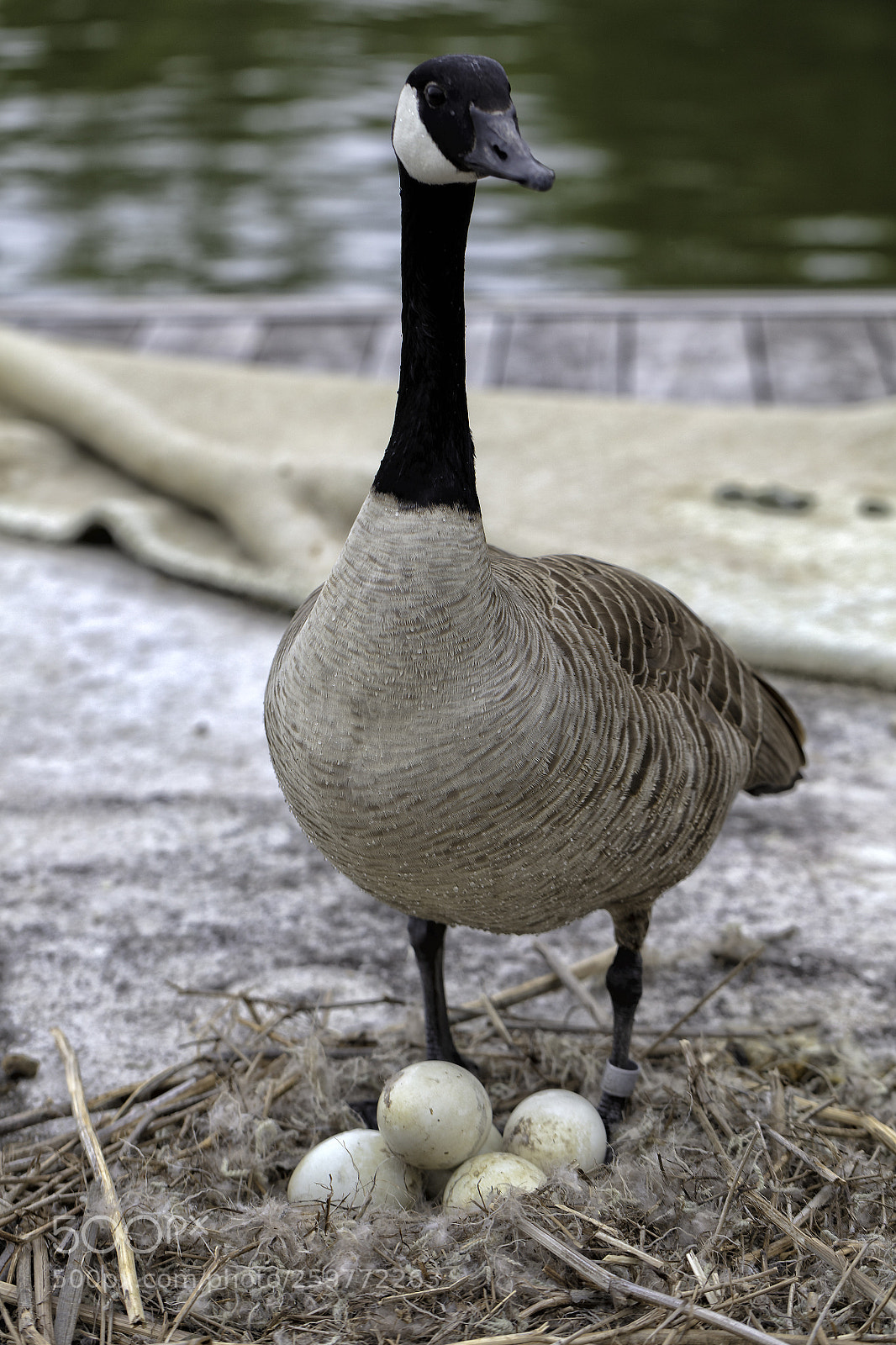 Canon EOS 5DS sample photo. The watcher photography