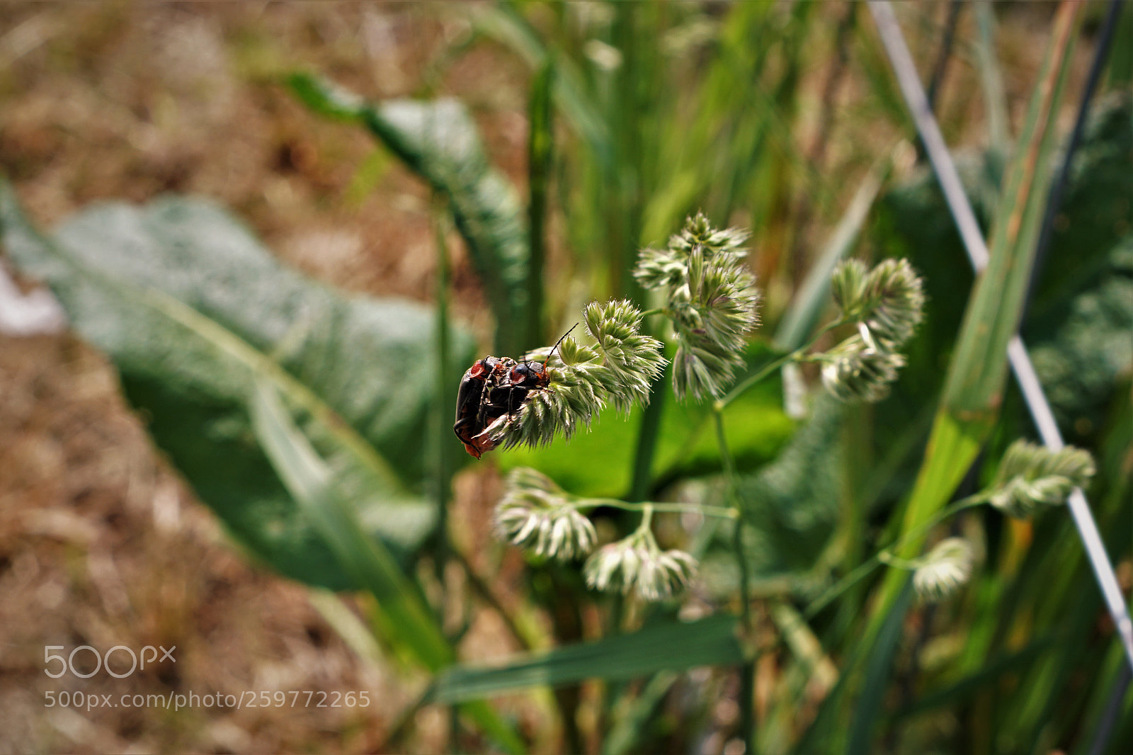 Sony a6500 sample photo. Two bugs in springtime photography