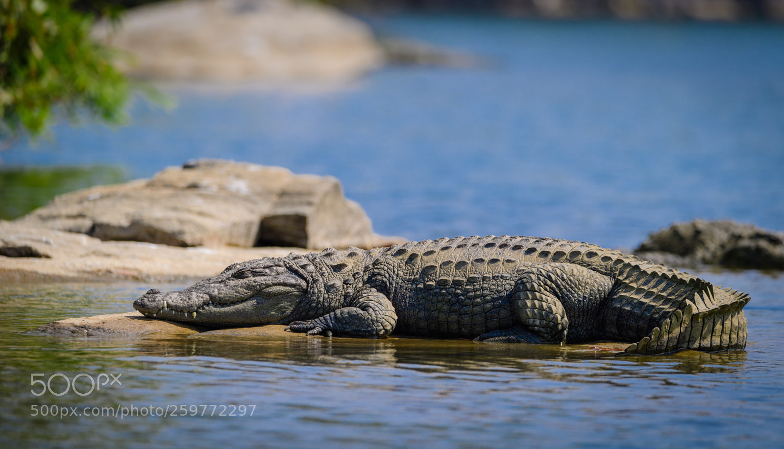 Nikon D5 sample photo. The mighty croc. photography