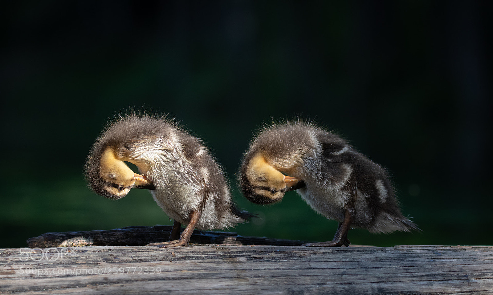 Nikon D850 sample photo. Duck photography