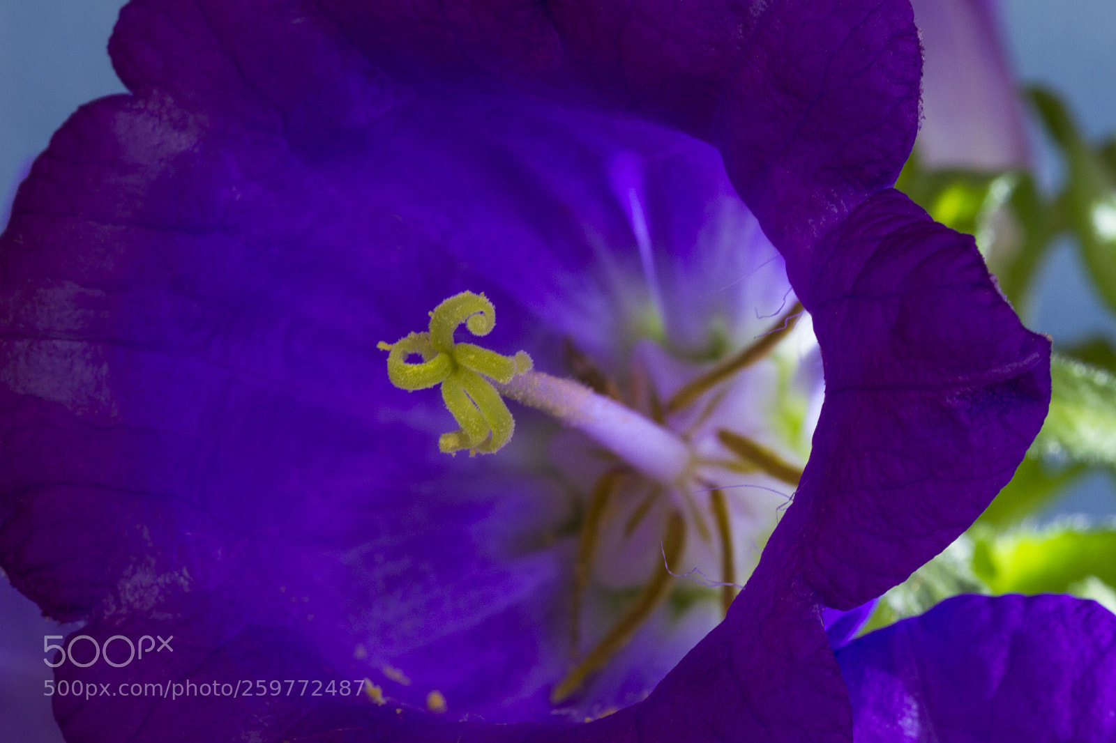 Canon EOS 7D sample photo. Just a beautiful flower photography