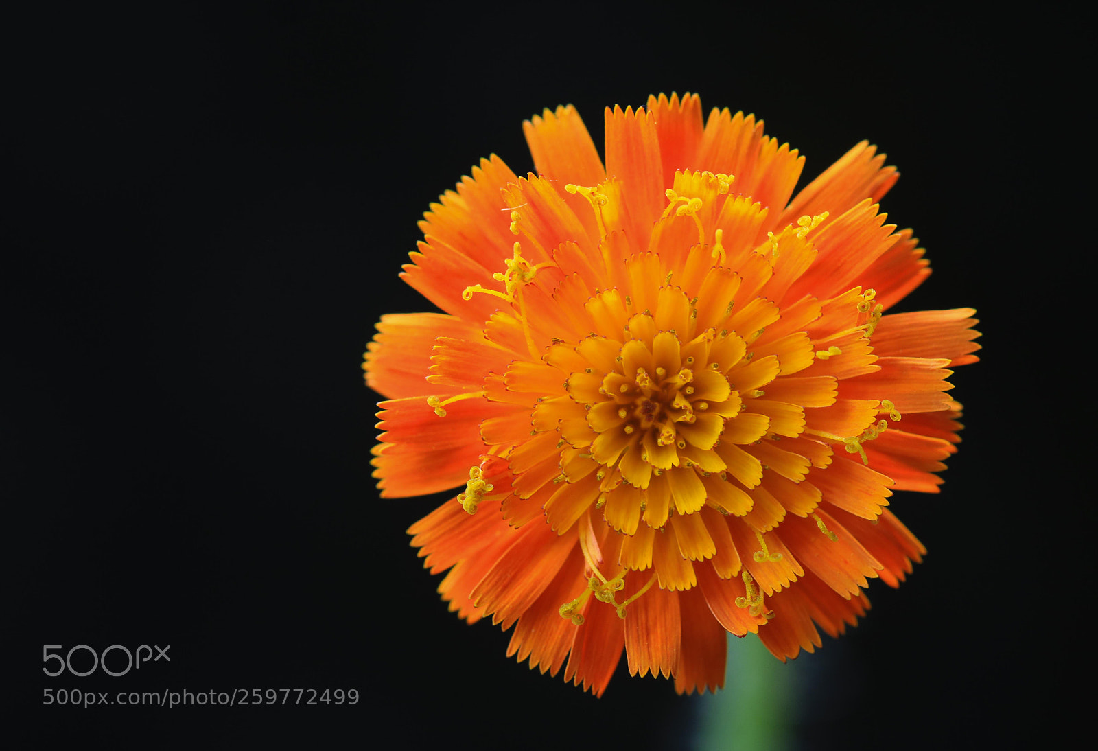 Canon EOS 750D (EOS Rebel T6i / EOS Kiss X8i) sample photo. Hello sunshine photography