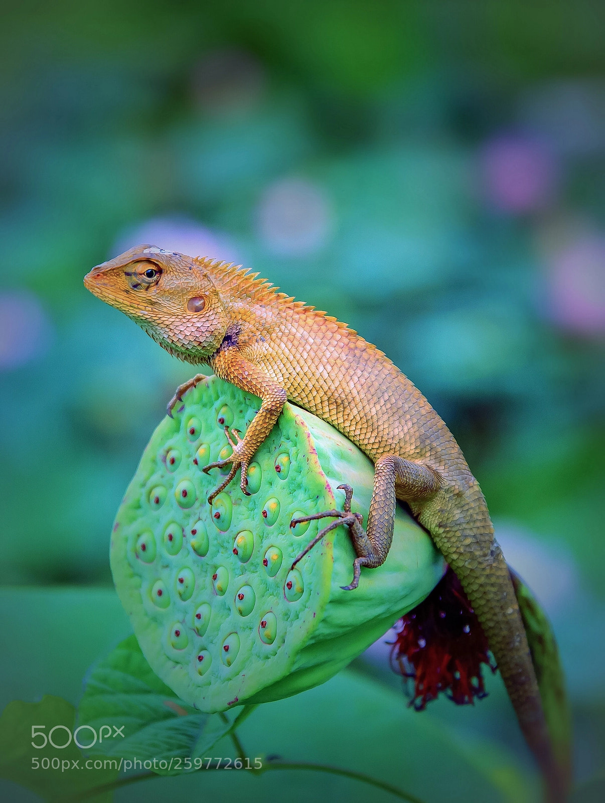 Nikon D600 sample photo. Lizard  photography