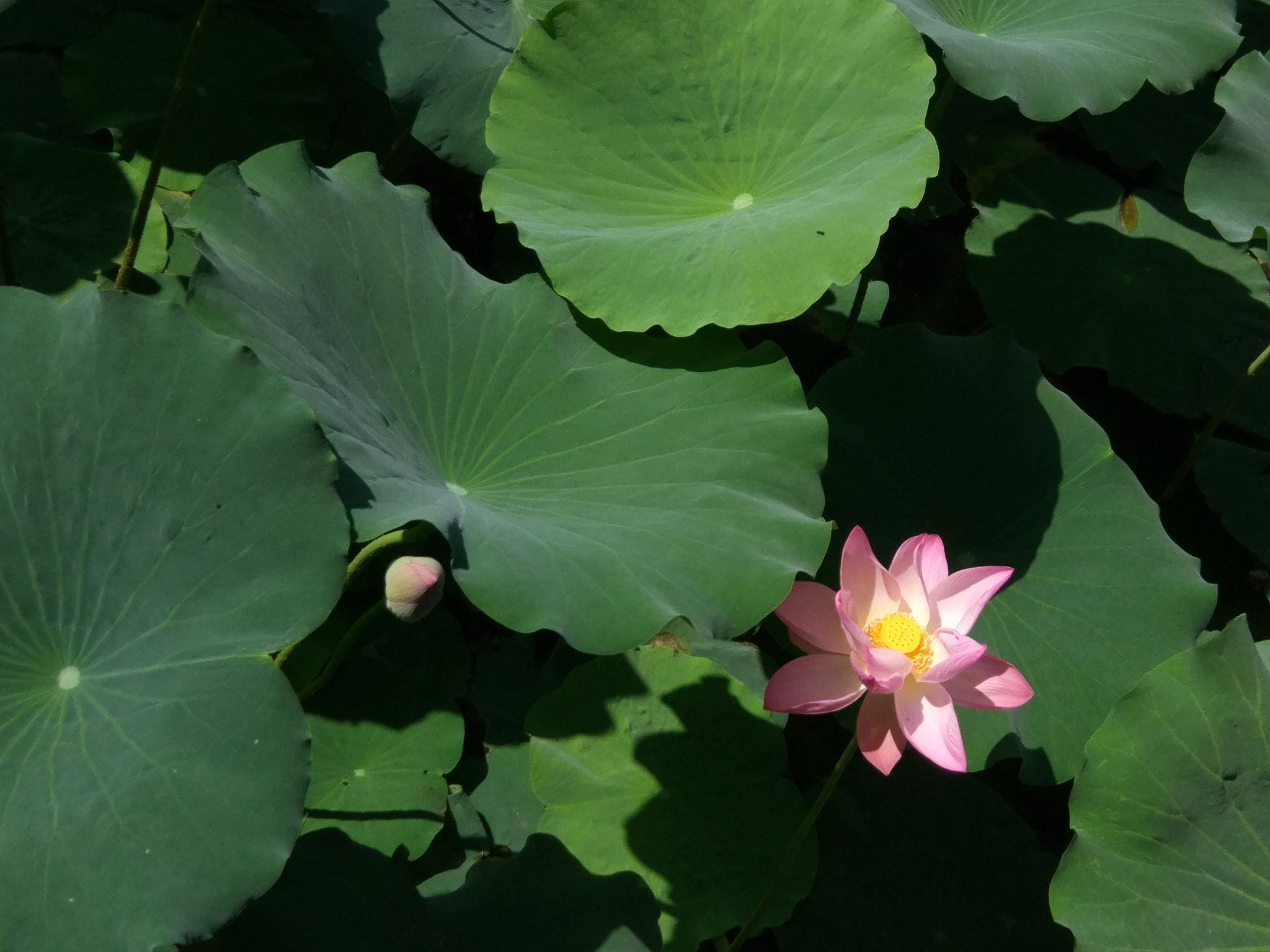 Xiaomi MI 5 sample photo
