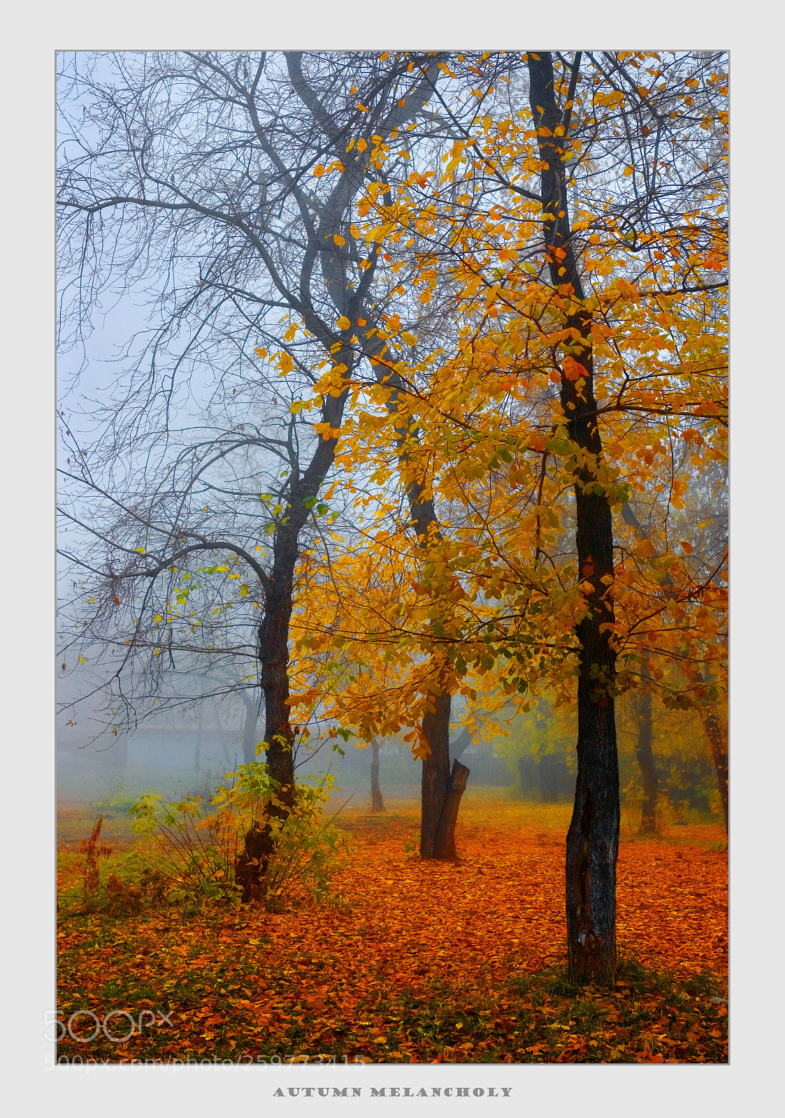 Nikon D70 sample photo. Autumn melancholy photography