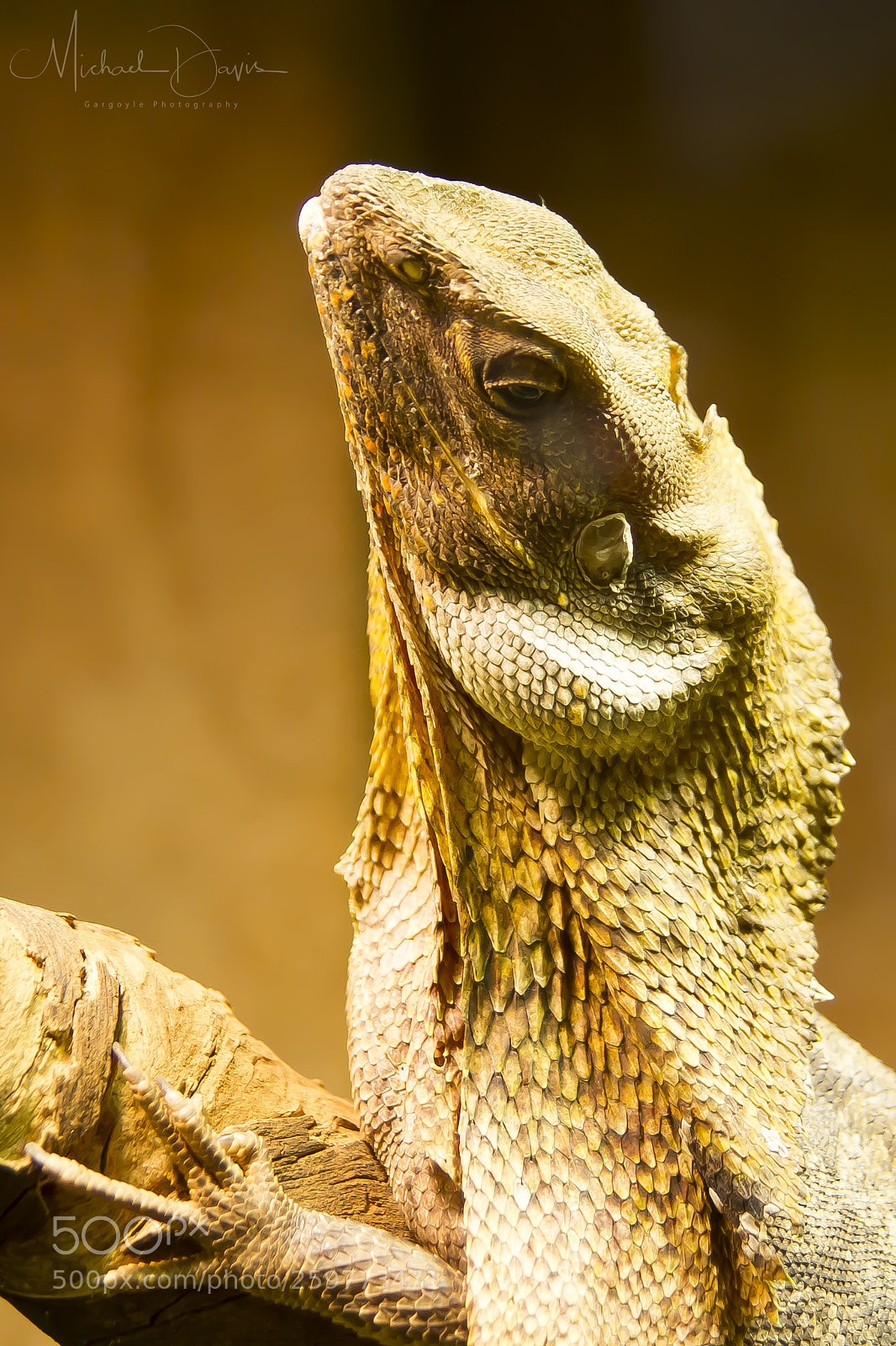 Canon EOS 7D sample photo. Armadale reptile park # photography