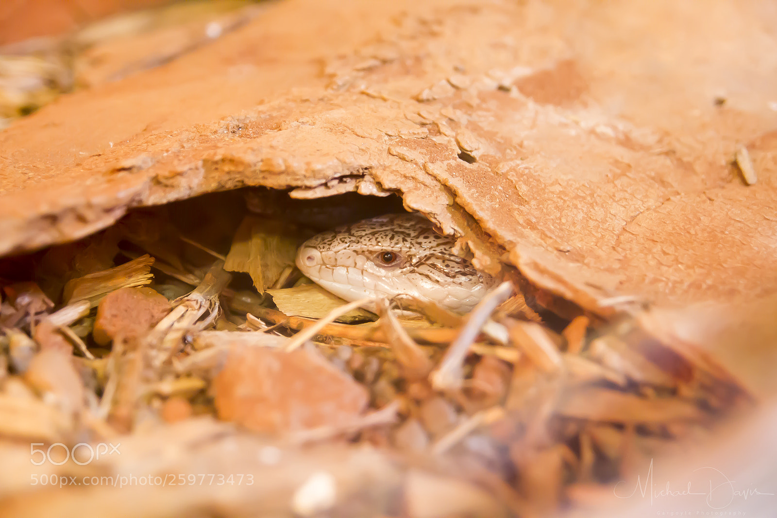 Canon EOS 7D sample photo. Armadale reptile park # photography