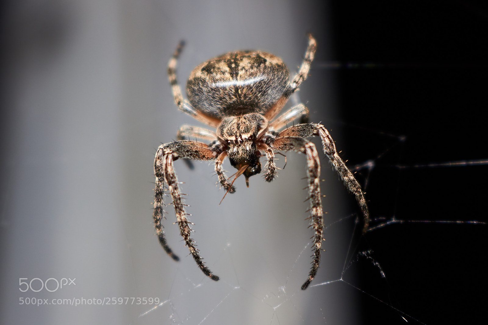 Canon EOS 100D (EOS Rebel SL1 / EOS Kiss X7) sample photo. Spider eating an insect photography